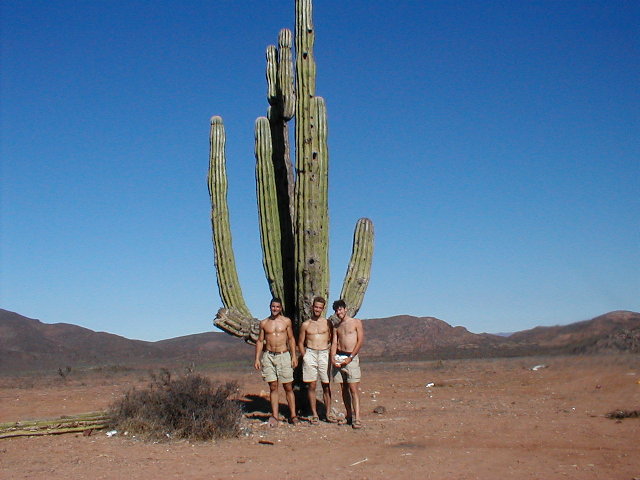 cactus.jpg